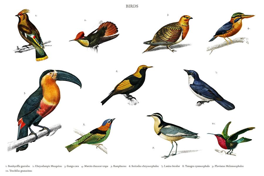 birds
