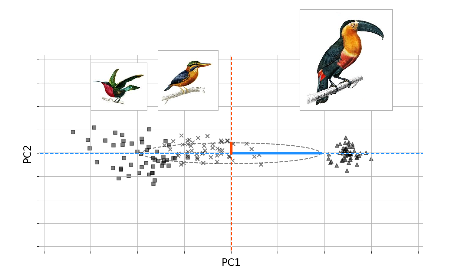 wing_beak_classified
